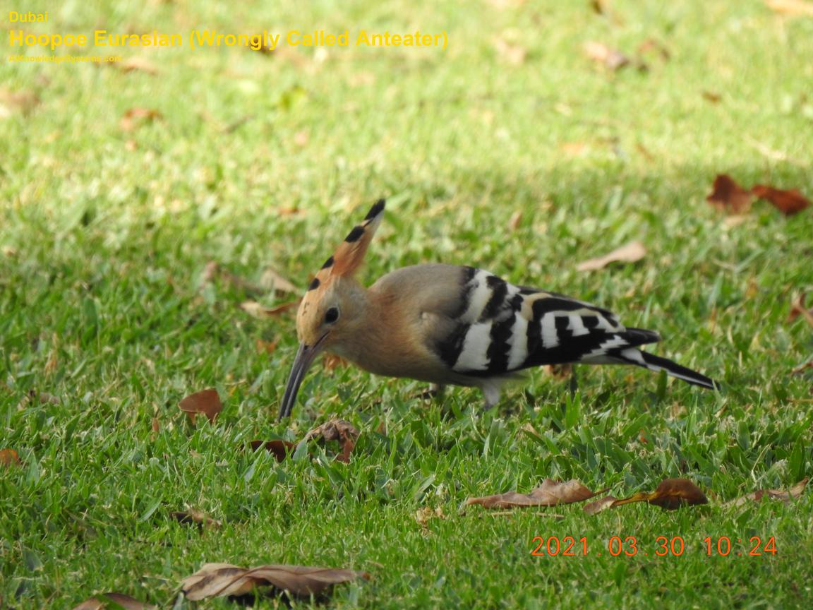 Hoopoe Eurasian (56) Coming Soon